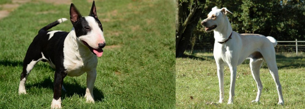 Cretan Hound vs Bull Terrier Miniature - Breed Comparison