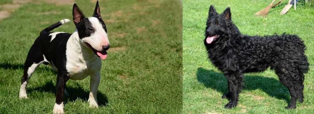 Croatian Sheepdog vs Bull Terrier Miniature - Breed Comparison