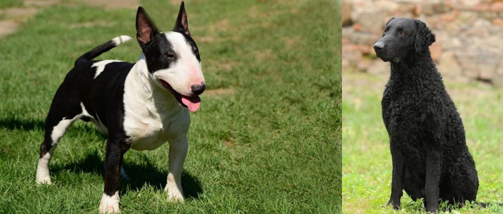 Curly Coated Retriever vs Bull Terrier Miniature - Breed Comparison