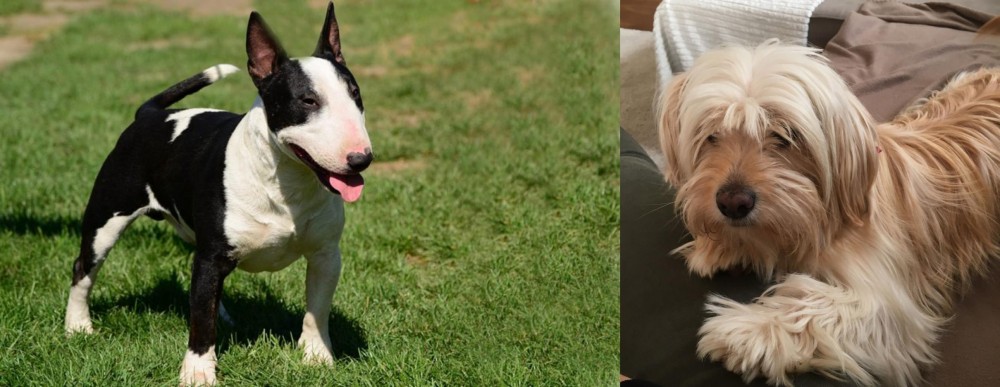 Cyprus Poodle vs Bull Terrier Miniature - Breed Comparison