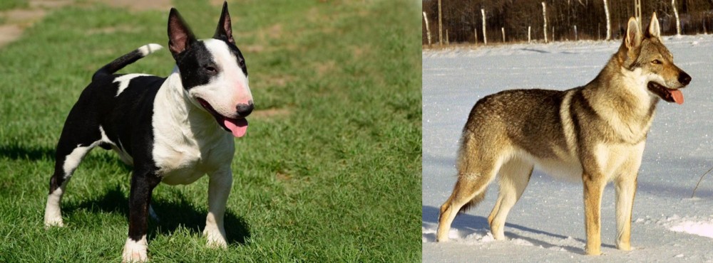 Czechoslovakian Wolfdog vs Bull Terrier Miniature - Breed Comparison