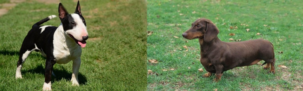 Dachshund vs Bull Terrier Miniature - Breed Comparison