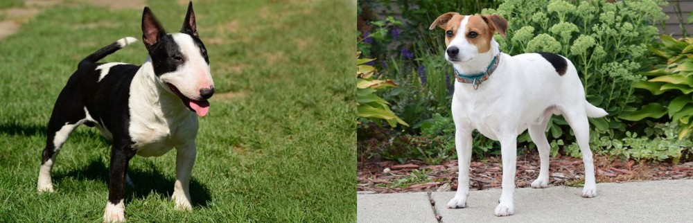 Danish Swedish Farmdog vs Bull Terrier Miniature - Breed Comparison