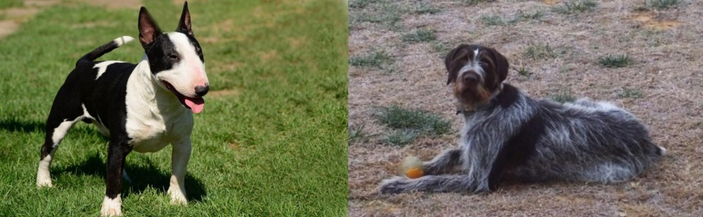 Deutsch Drahthaar vs Bull Terrier Miniature - Breed Comparison