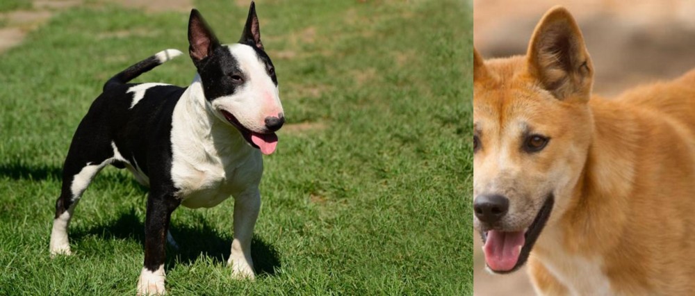 Dingo vs Bull Terrier Miniature - Breed Comparison