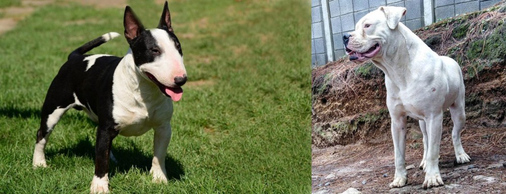 Dogo Guatemalteco vs Bull Terrier Miniature - Breed Comparison