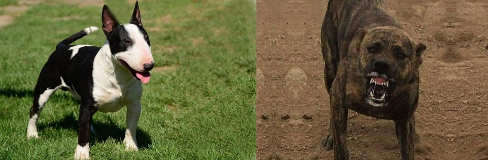 Dogo Sardesco vs Bull Terrier Miniature - Breed Comparison