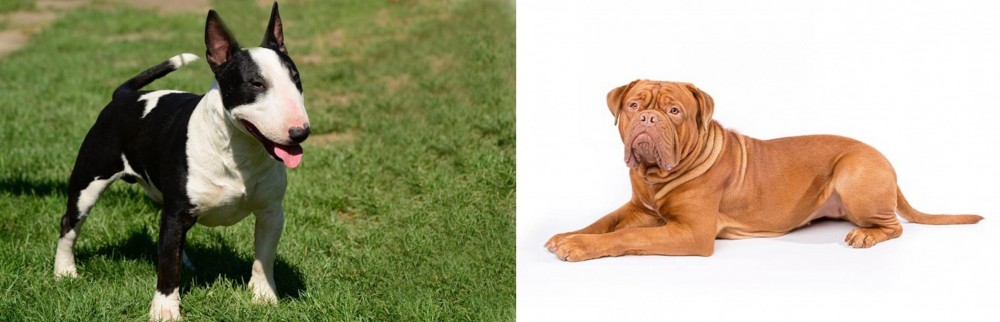 Dogue De Bordeaux vs Bull Terrier Miniature - Breed Comparison