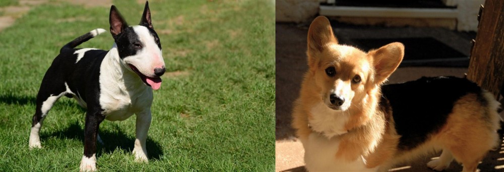 Dorgi vs Bull Terrier Miniature - Breed Comparison
