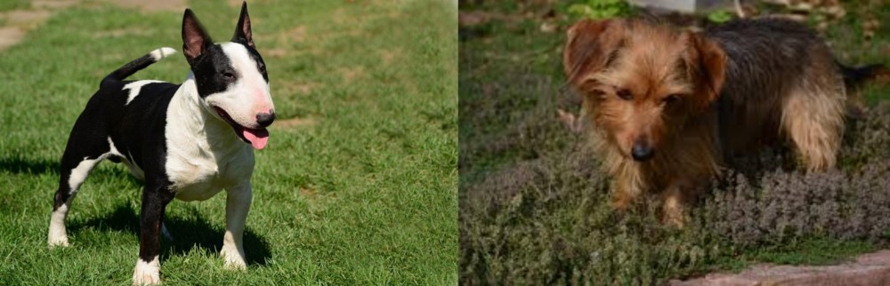 Dorkie vs Bull Terrier Miniature - Breed Comparison