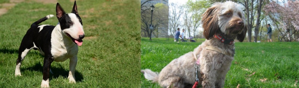 Doxiepoo vs Bull Terrier Miniature - Breed Comparison
