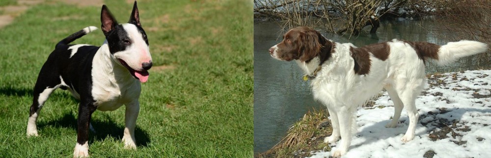 Drentse Patrijshond vs Bull Terrier Miniature - Breed Comparison