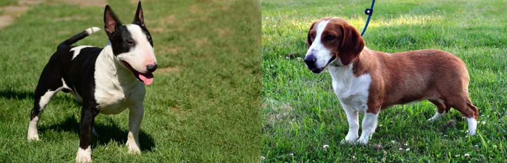 Drever vs Bull Terrier Miniature - Breed Comparison