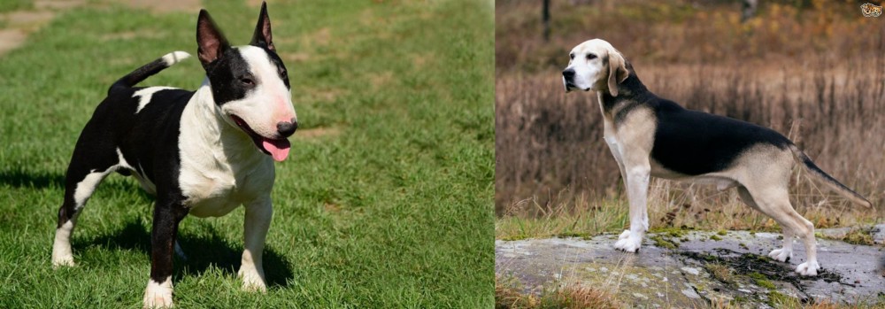 Dunker vs Bull Terrier Miniature - Breed Comparison