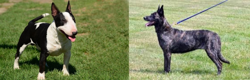 Dutch Shepherd vs Bull Terrier Miniature - Breed Comparison