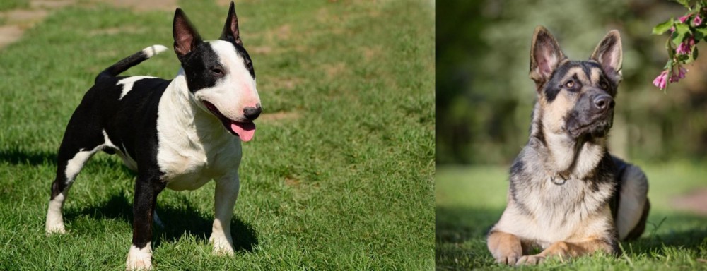 East European Shepherd vs Bull Terrier Miniature - Breed Comparison
