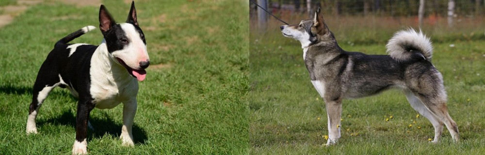 East Siberian Laika vs Bull Terrier Miniature - Breed Comparison