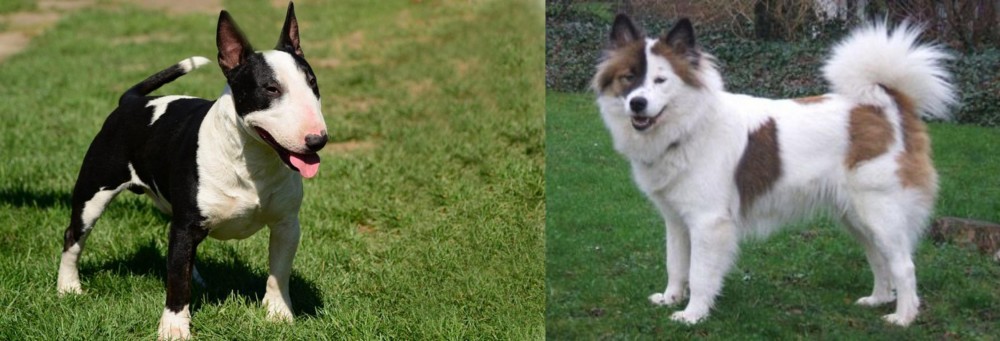Elo vs Bull Terrier Miniature - Breed Comparison