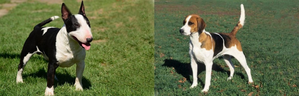 English Foxhound vs Bull Terrier Miniature - Breed Comparison