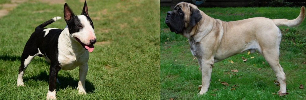 English Mastiff vs Bull Terrier Miniature - Breed Comparison