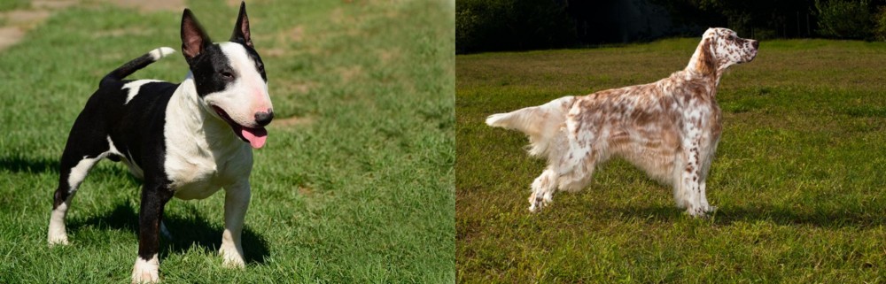 English Setter vs Bull Terrier Miniature - Breed Comparison