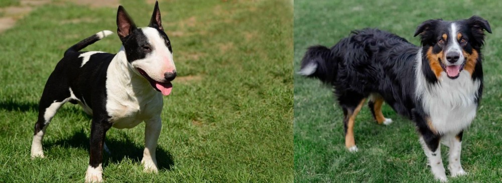 English Shepherd vs Bull Terrier Miniature - Breed Comparison