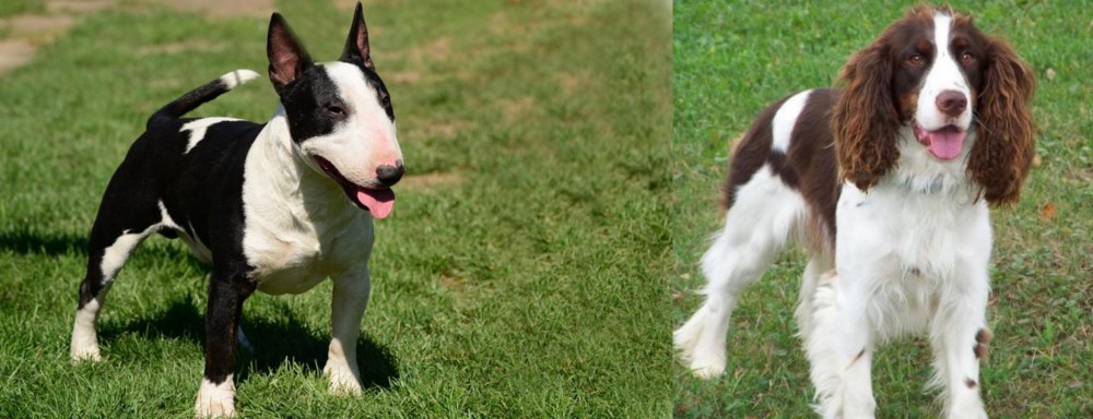 English Springer Spaniel vs Bull Terrier Miniature - Breed Comparison