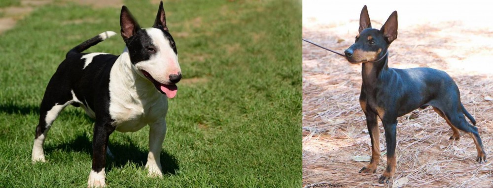 English Toy Terrier (Black & Tan) vs Bull Terrier Miniature - Breed Comparison