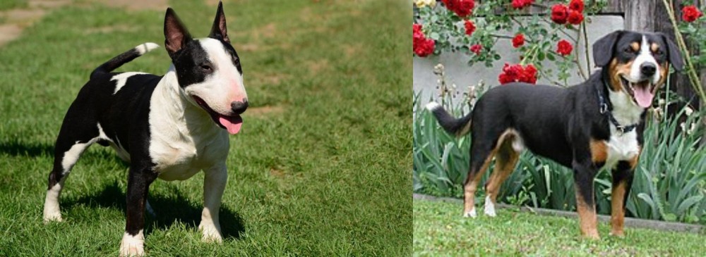 Entlebucher Mountain Dog vs Bull Terrier Miniature - Breed Comparison