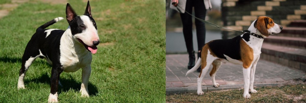 Estonian Hound vs Bull Terrier Miniature - Breed Comparison