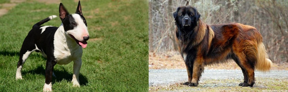 Estrela Mountain Dog vs Bull Terrier Miniature - Breed Comparison