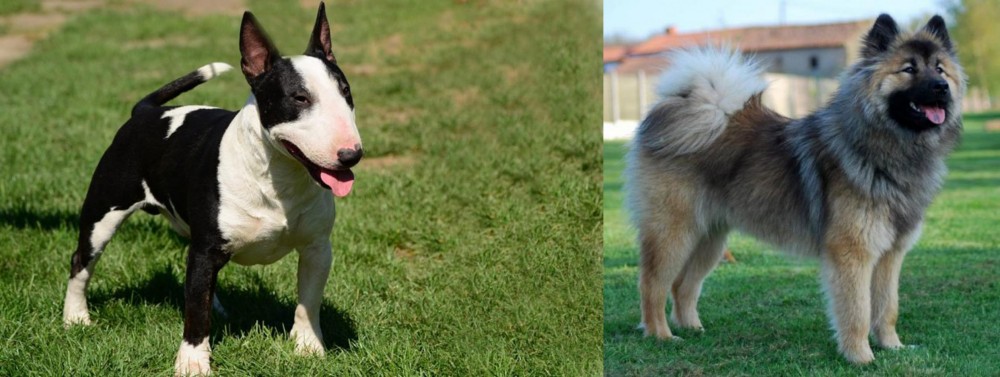 Eurasier vs Bull Terrier Miniature - Breed Comparison