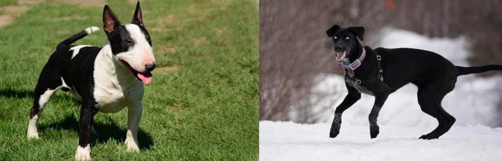 Eurohound vs Bull Terrier Miniature - Breed Comparison