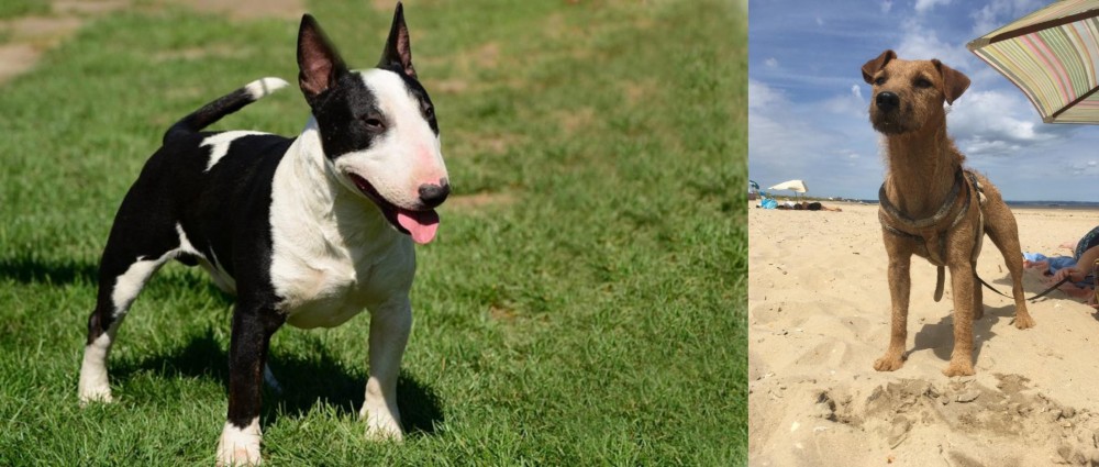 Fell Terrier vs Bull Terrier Miniature - Breed Comparison