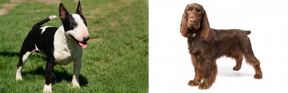 Field Spaniel vs Bull Terrier Miniature - Breed Comparison