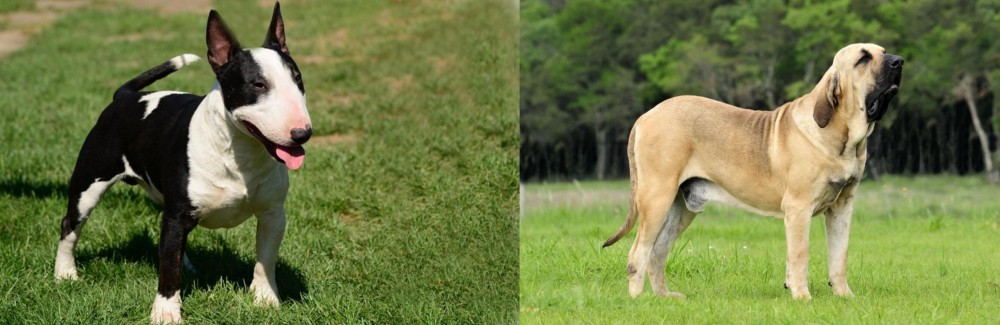 Fila Brasileiro vs Bull Terrier Miniature - Breed Comparison