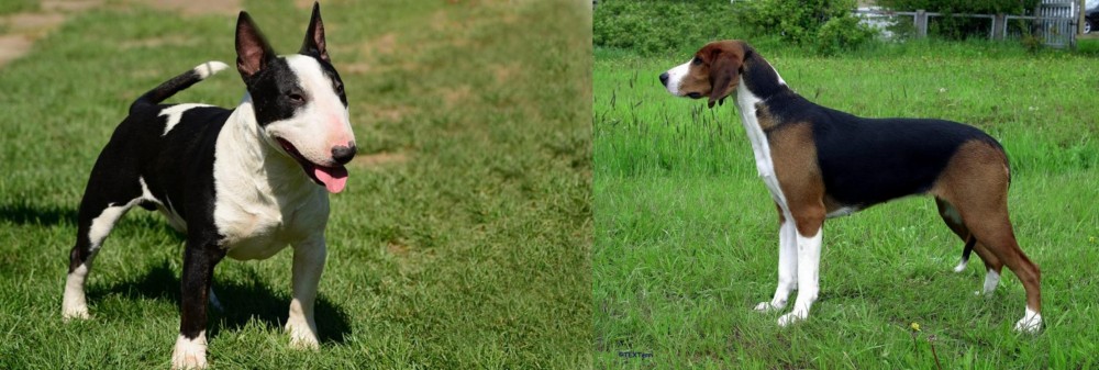 Finnish Hound vs Bull Terrier Miniature - Breed Comparison