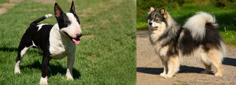 Finnish Lapphund vs Bull Terrier Miniature - Breed Comparison