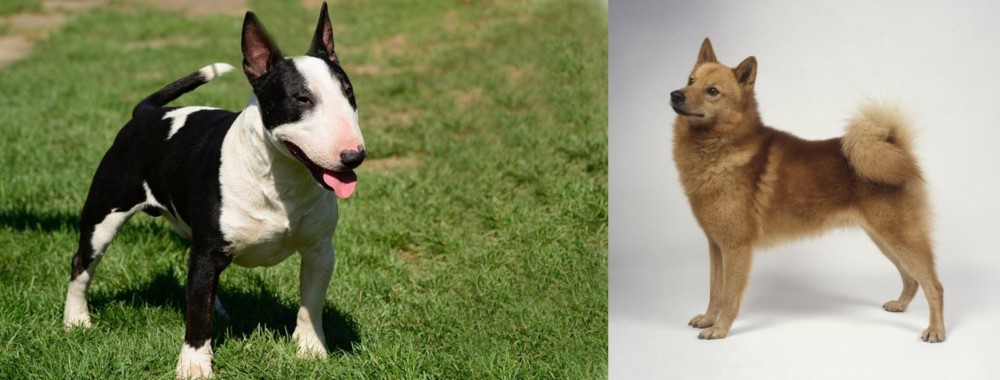 Finnish Spitz vs Bull Terrier Miniature - Breed Comparison
