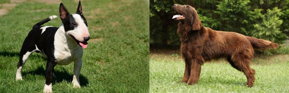 Flat-Coated Retriever vs Bull Terrier Miniature - Breed Comparison
