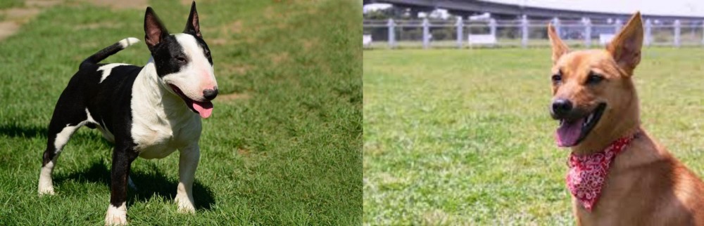 Formosan Mountain Dog vs Bull Terrier Miniature - Breed Comparison
