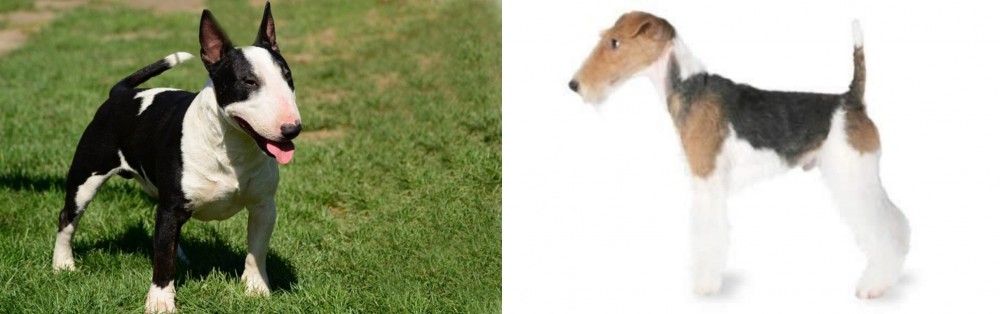 Fox Terrier vs Bull Terrier Miniature - Breed Comparison