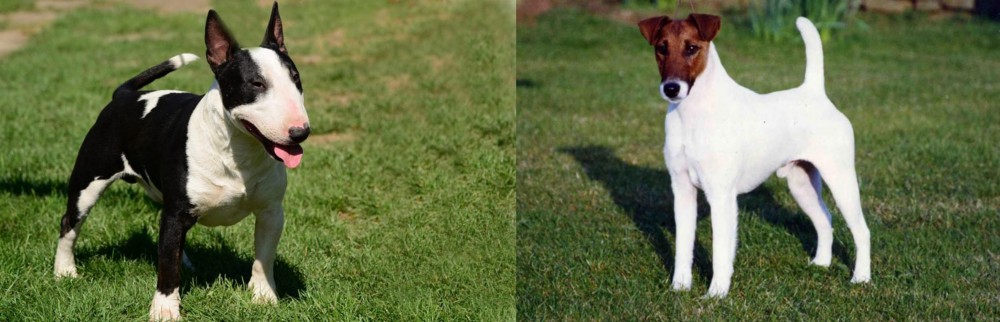 Fox Terrier (Smooth) vs Bull Terrier Miniature - Breed Comparison