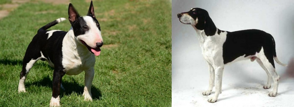 Francais Blanc et Noir vs Bull Terrier Miniature - Breed Comparison