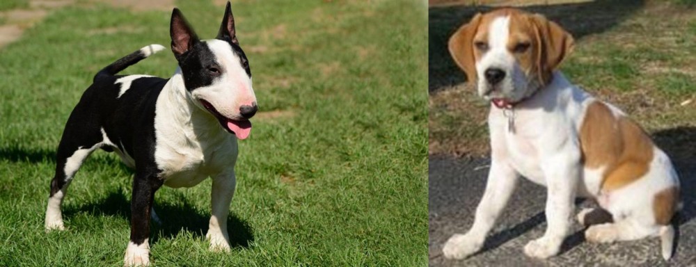 Francais Blanc et Orange vs Bull Terrier Miniature - Breed Comparison