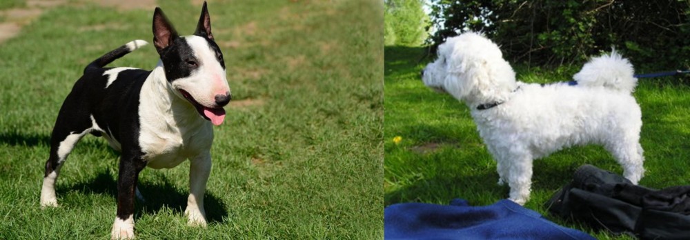 Franzuskaya Bolonka vs Bull Terrier Miniature - Breed Comparison