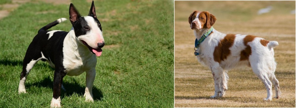 French Brittany vs Bull Terrier Miniature - Breed Comparison