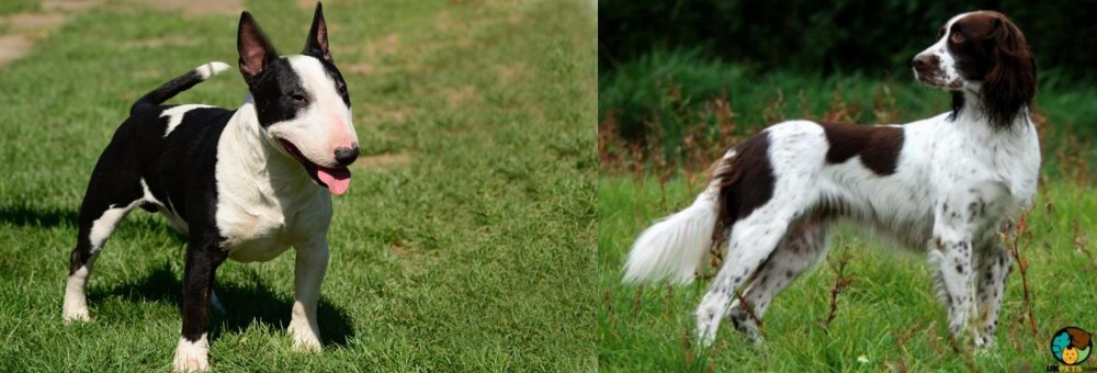 French Spaniel vs Bull Terrier Miniature - Breed Comparison