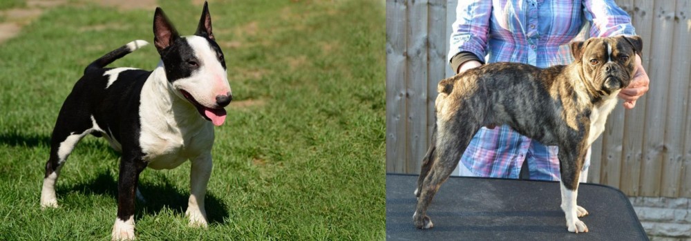Fruggle vs Bull Terrier Miniature - Breed Comparison