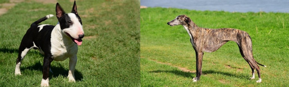 Galgo Espanol vs Bull Terrier Miniature - Breed Comparison